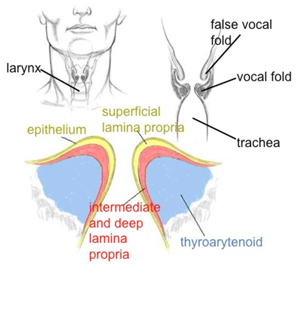 Vocal folds vibrations